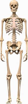 Skeleton in Your Closet
